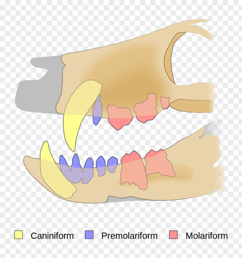 Pakasuchus Tooth Tyrannosaurus Cretaceous Notosuchia PNG