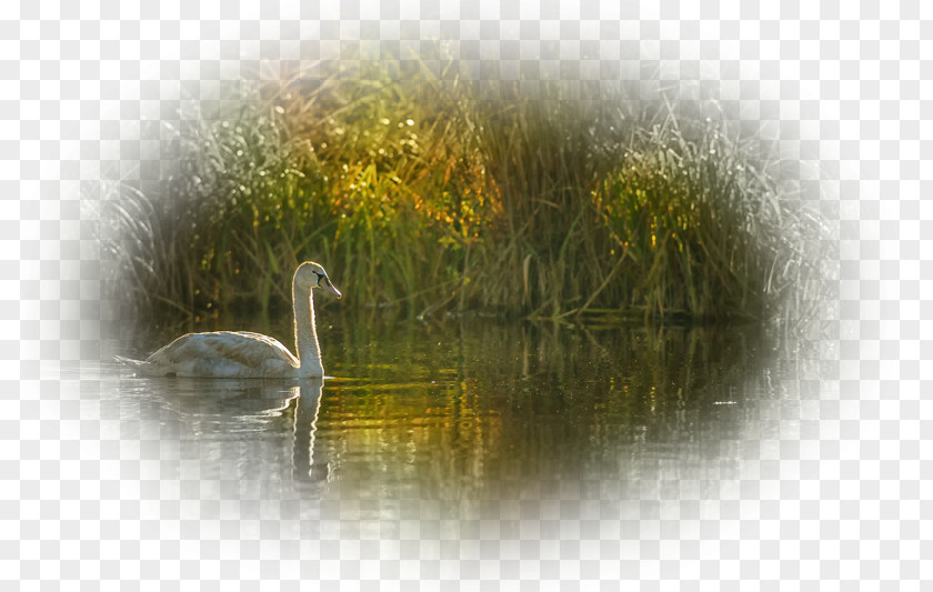 Water Cygnini Resources Fauna Wildlife PNG