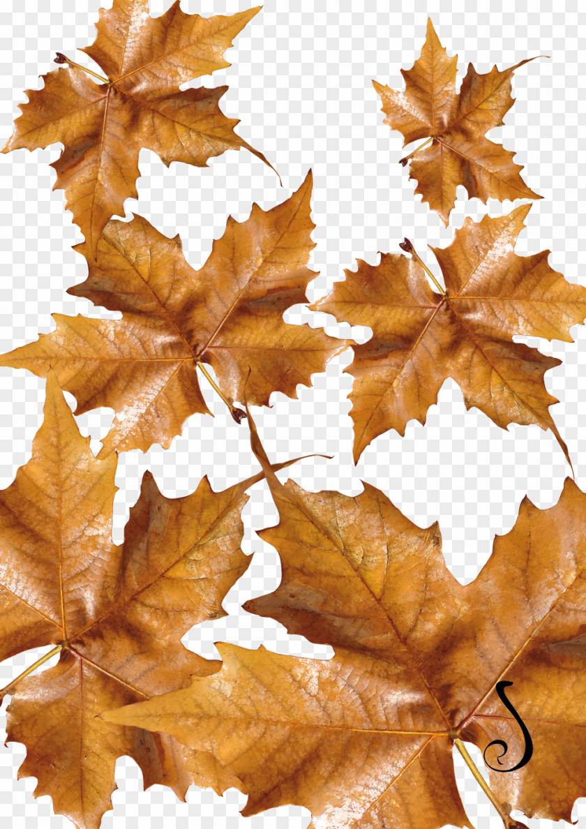 Autumn Flower Maple Leaf PNG