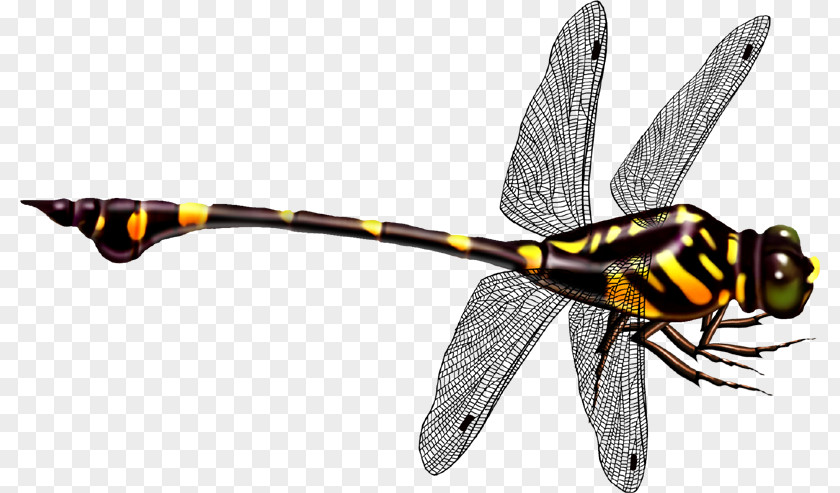 Dragonfly Icon PNG