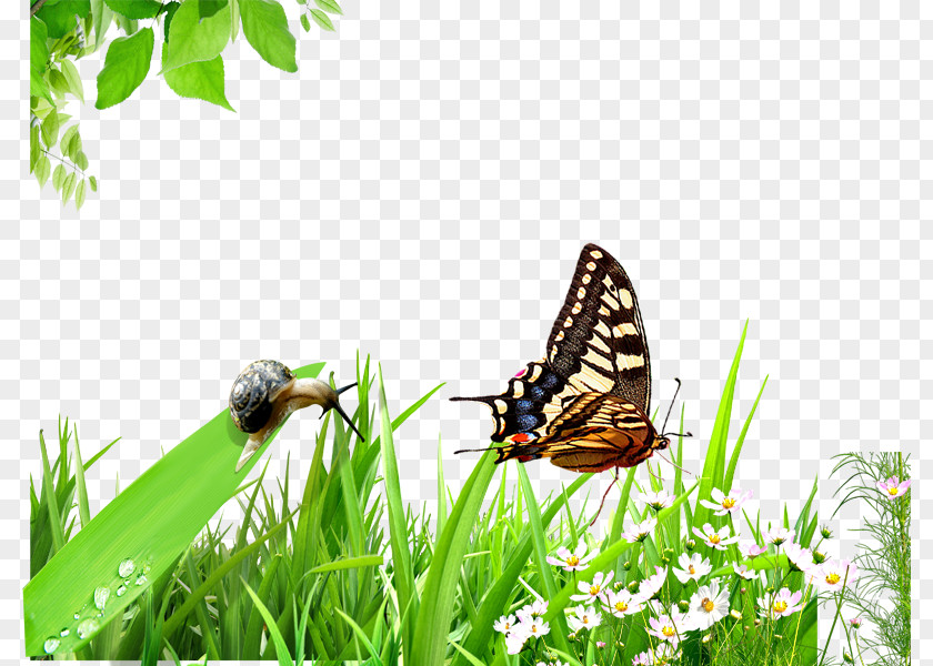 Snail And Butterfly Emerald Green PNG