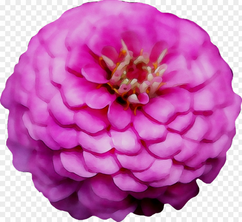 Dahlia Cut Flowers Pink M Peony Cabbage Rose PNG