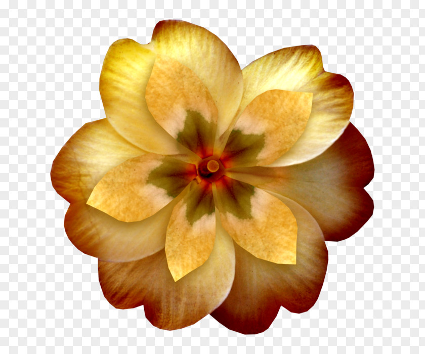Flower Yellow Orange Petal Clip Art PNG