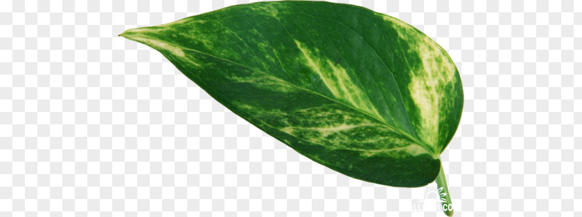 Leaf Plant Leaves Green PNG