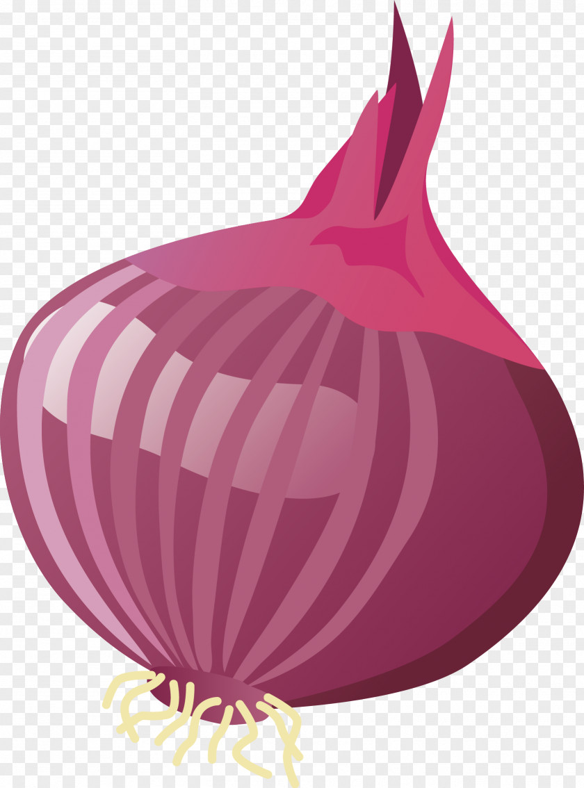 Onion Vector Yellow Garlic PNG