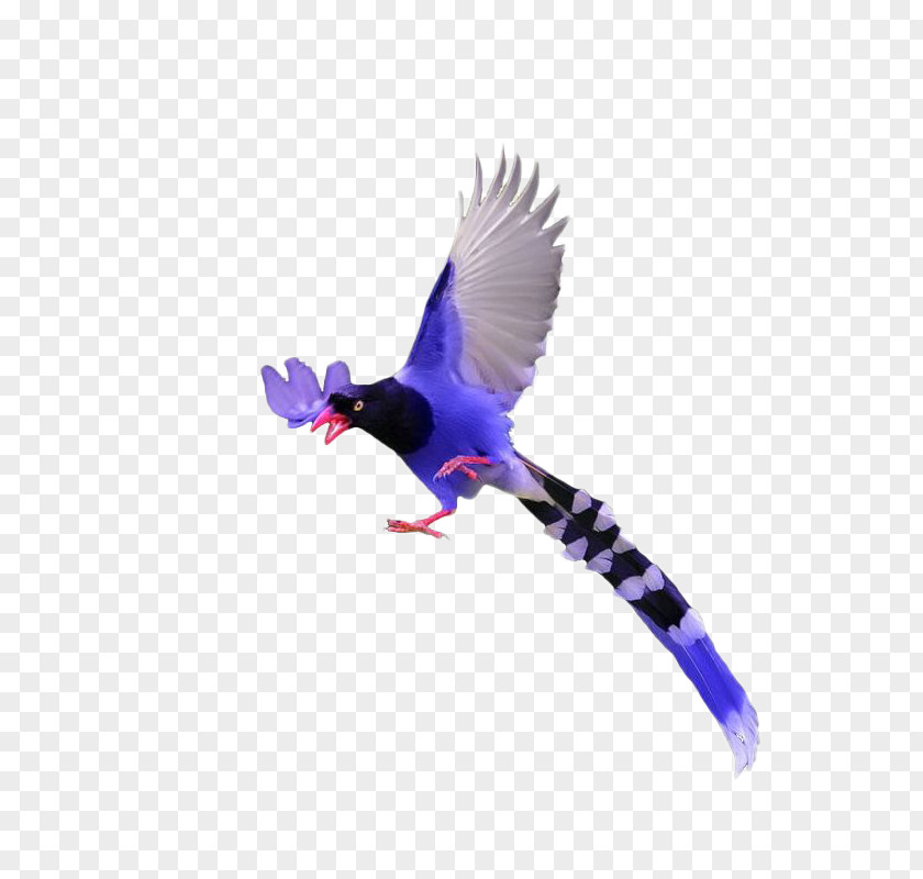 Purple Bird Pteris Download Illustration PNG