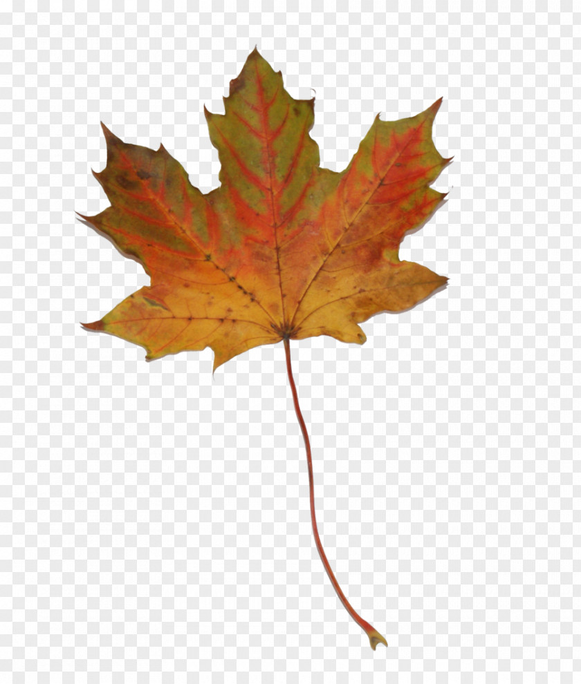 Slaughterhouse Maple Leaf Illustration Vector Graphics Stock Photography Shutterstock PNG
