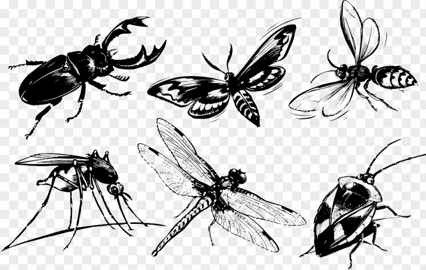 Insects Ink Beetle Butterfly Mosquito Cdr PNG