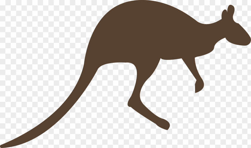 Kangaroo Macropodidae Animal Clip Art PNG