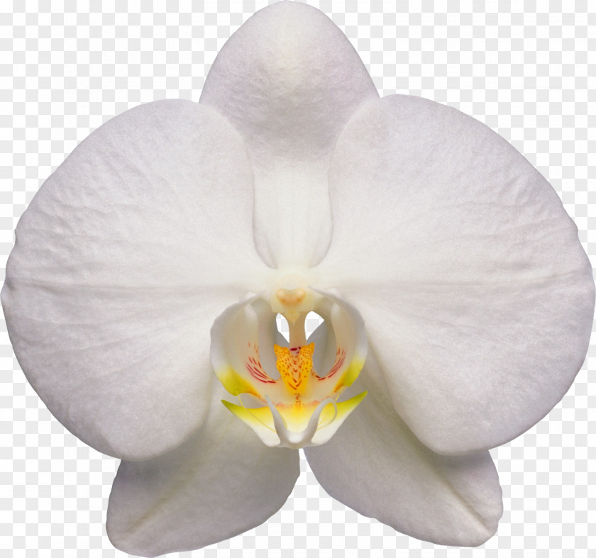 Orchid Waling-waling Moth Orchids Flower PNG