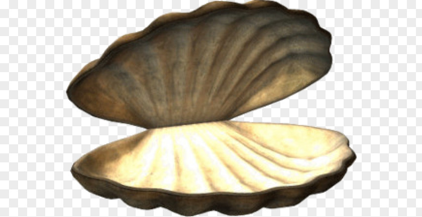 Seashell Cockle Veneroida PNG