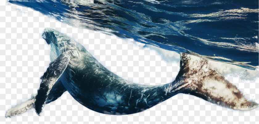 Bowhead Cetacea Whales Blue Whale Animal Snakes Sea PNG