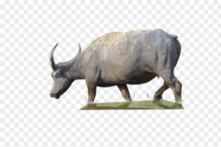 Buffalo Clipart Water PNG