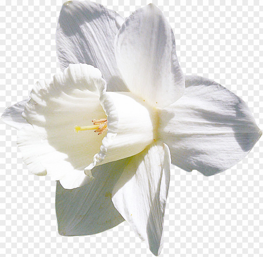 Flower Daffodil White Clip Art PNG