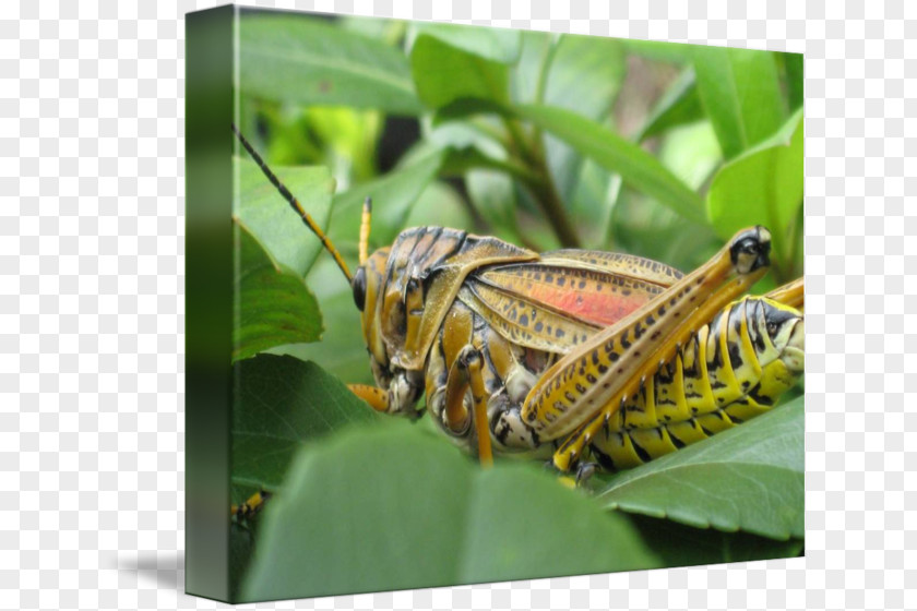 Grasshopper Locust Imagekind Art Florida PNG