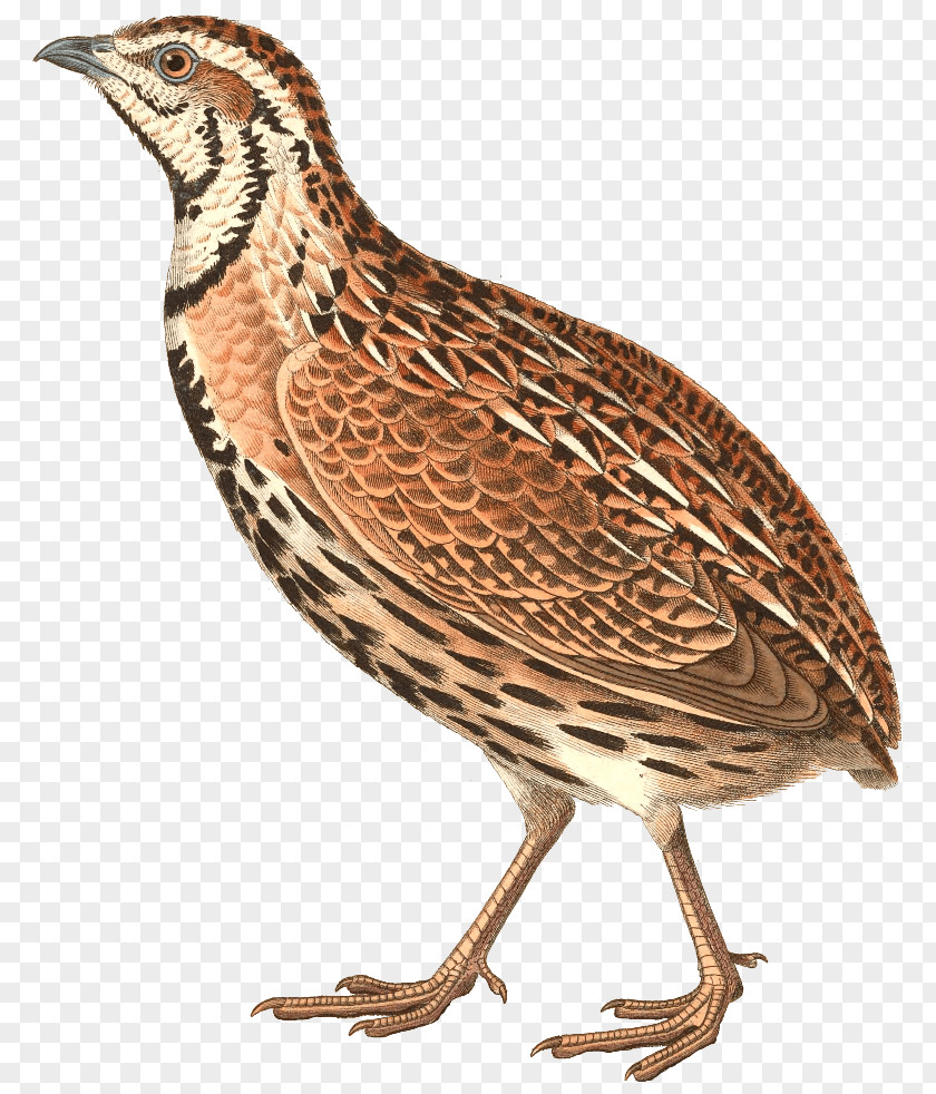 Quail Bird Common Rain Gambel's PNG