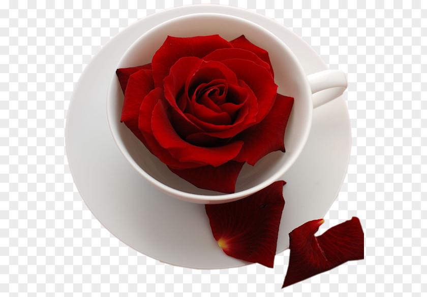 Rose Wish Desktop Wallpaper Flower PNG