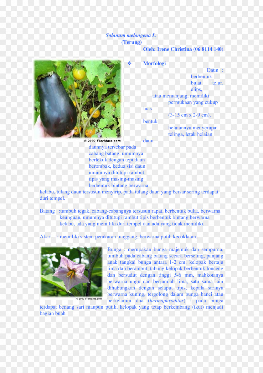Tree Brochure PNG