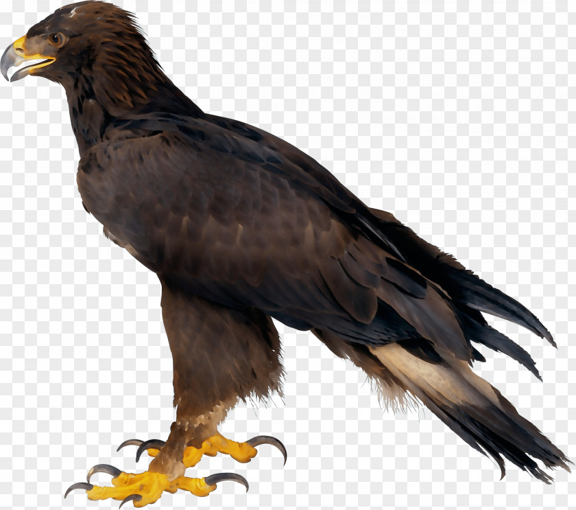 Wing Vulture Golden Background PNG