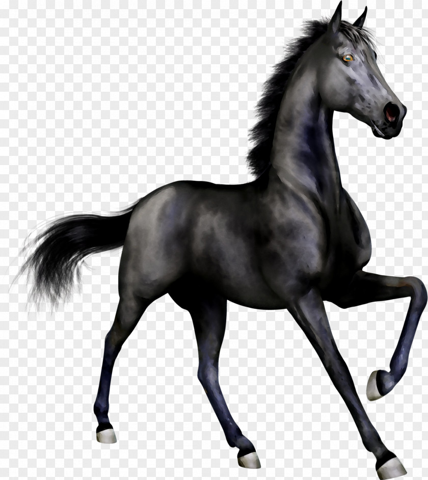 Andalusian Horse Arabian Stallion Black Clip Art PNG