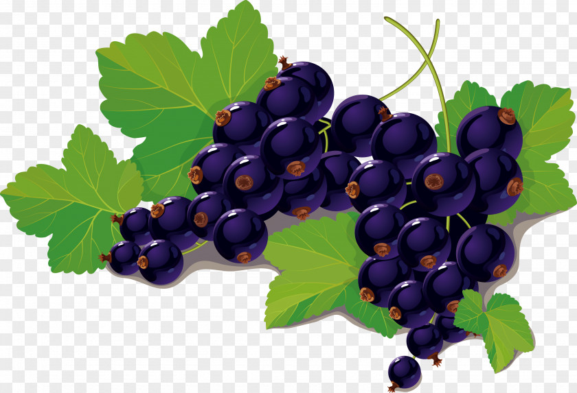 Blueberry Vector Blackcurrant Clip Art PNG