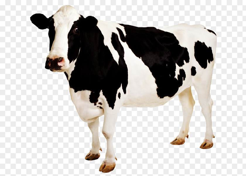 Holstein Friesian Cattle Desktop Wallpaper Sticker PNG