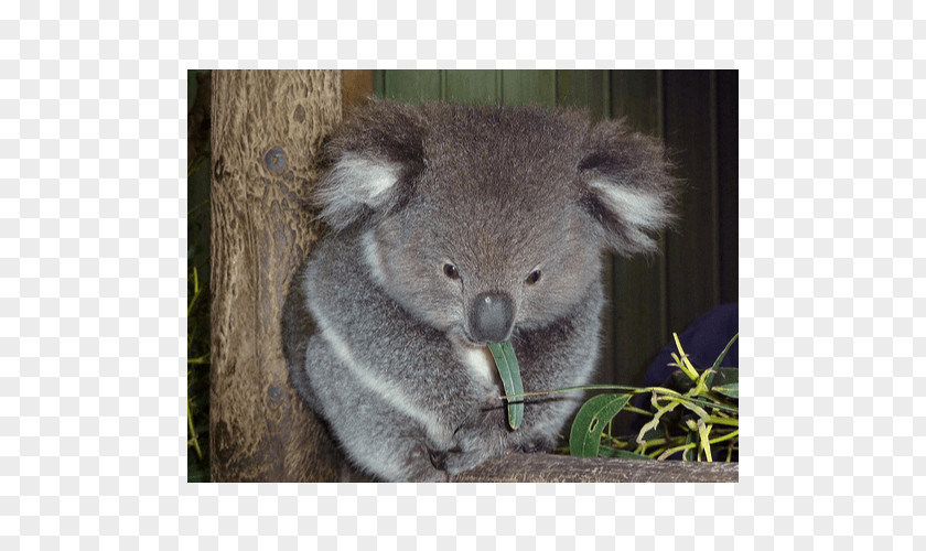 Koala Baby Taronga Zoo Sydney Joeys Hospital PNG