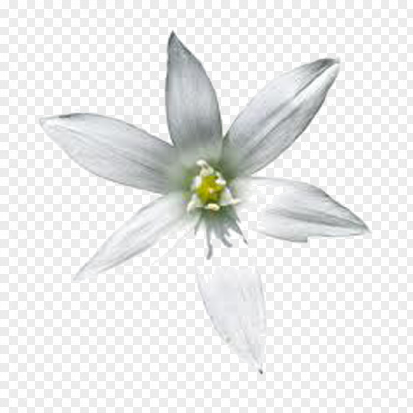 Ornithogalum Bethlehem Flower Image Star Of PNG