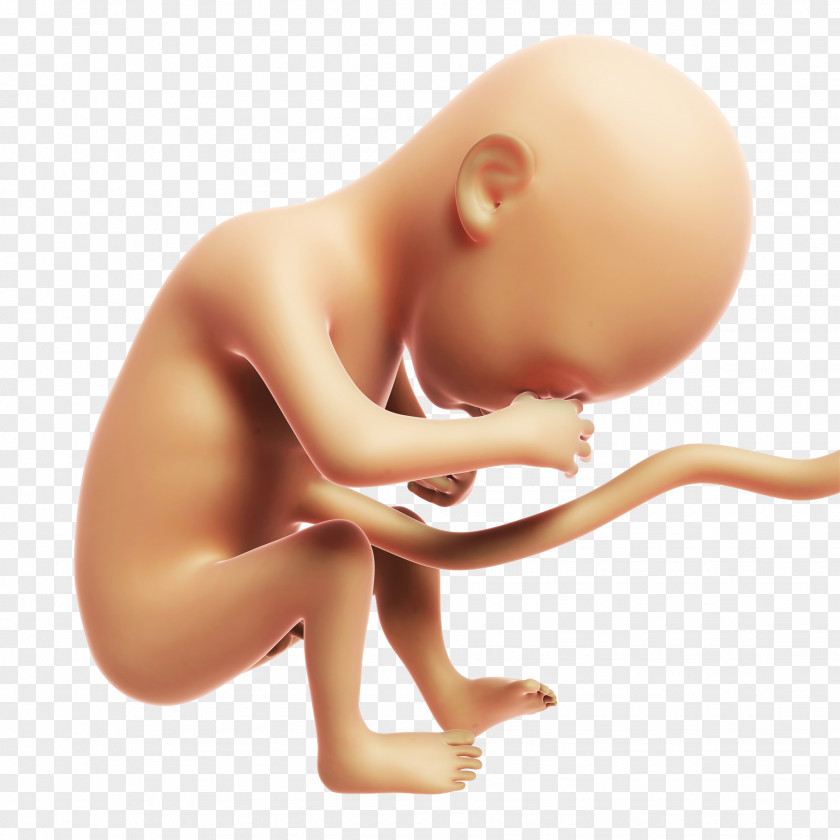 Sleepy Baby Fetus Stock Photography Month Prenatal Development Illustration PNG