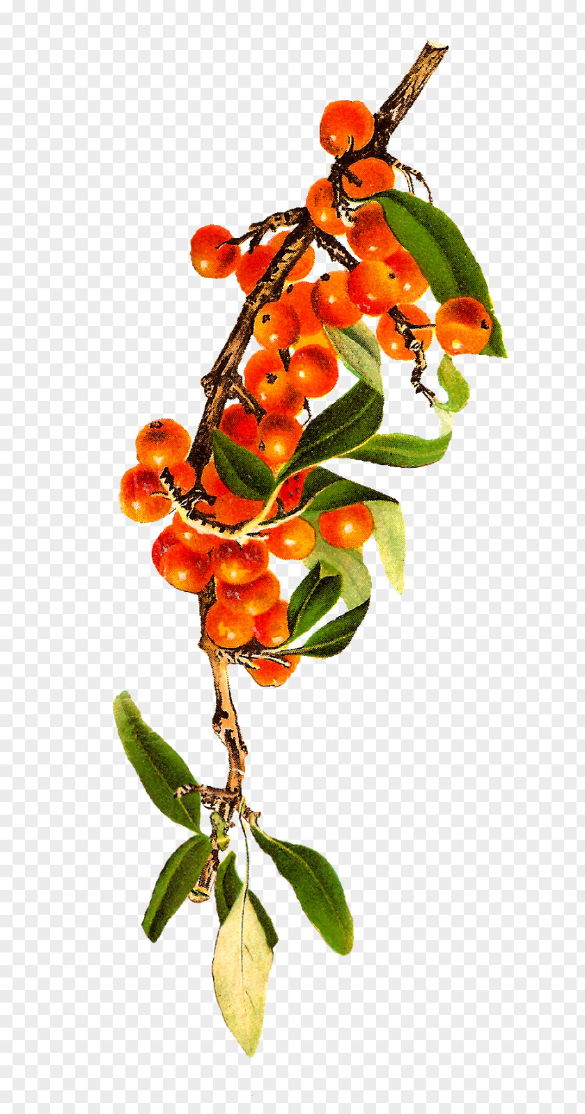 Dragon Fruit Berry Rowan Clip Art PNG