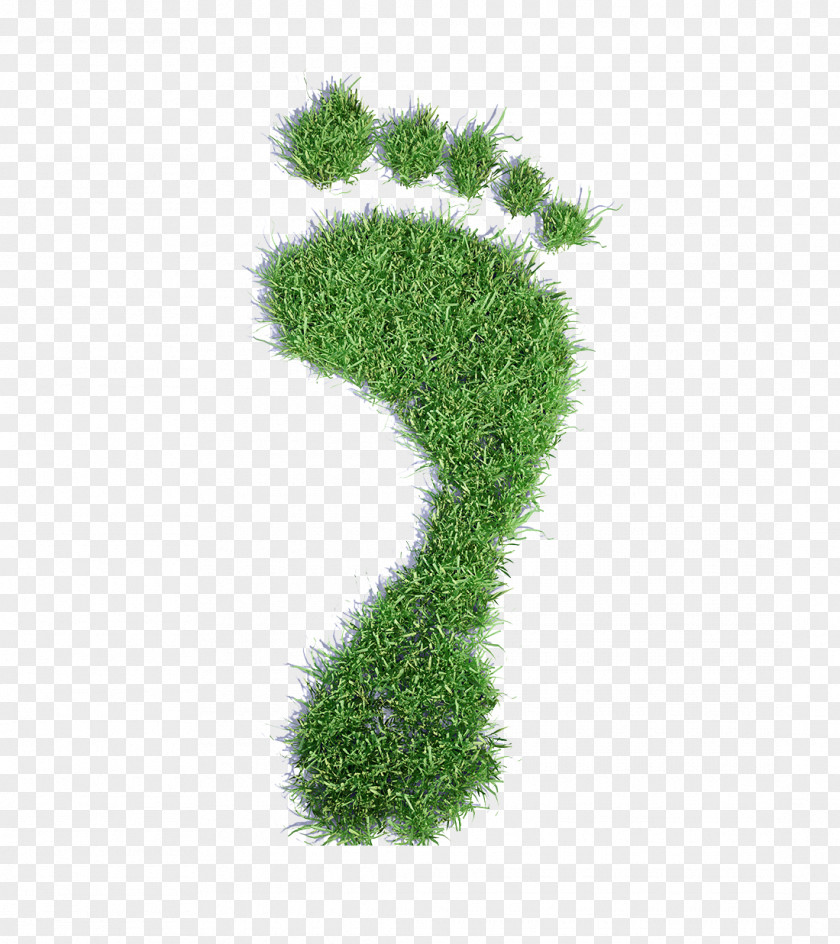 Footprints Grass My Revision Notes: Edexcel A2 Geography AQA AS Geography: Notes AS/A-level OCR Biology Sustainable Living Explained PNG