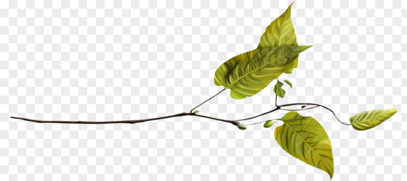 Leaf Twig Plant Stem PNG