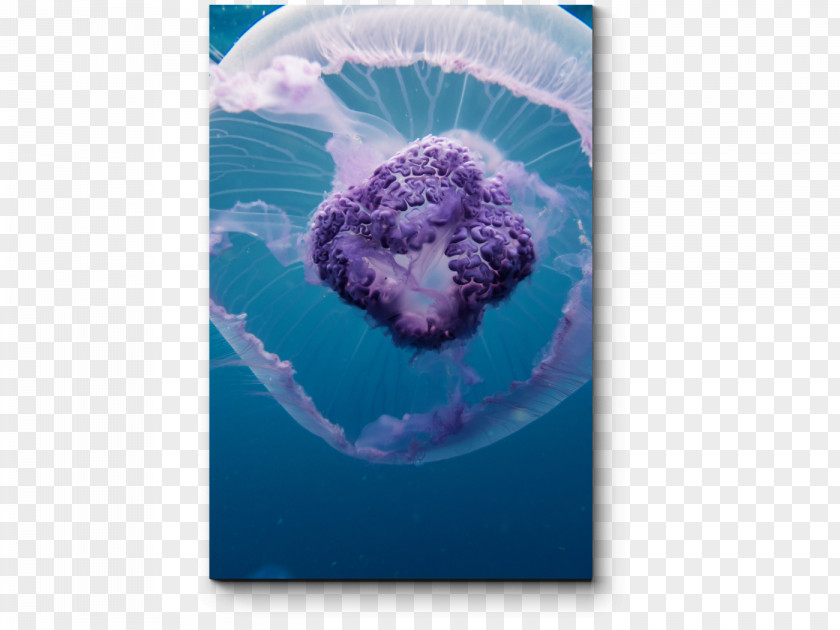 Sea Blue Jellyfish Red Aurelia Aurita PNG