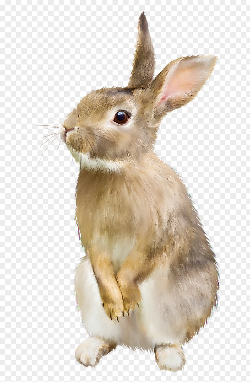 Bunny Easter Hare Domestic Rabbit PNG