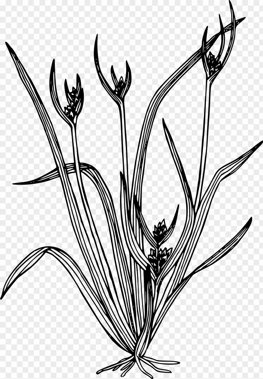 Cane Thicket Line Art Carex Hystericina Drawing Plant Clip PNG