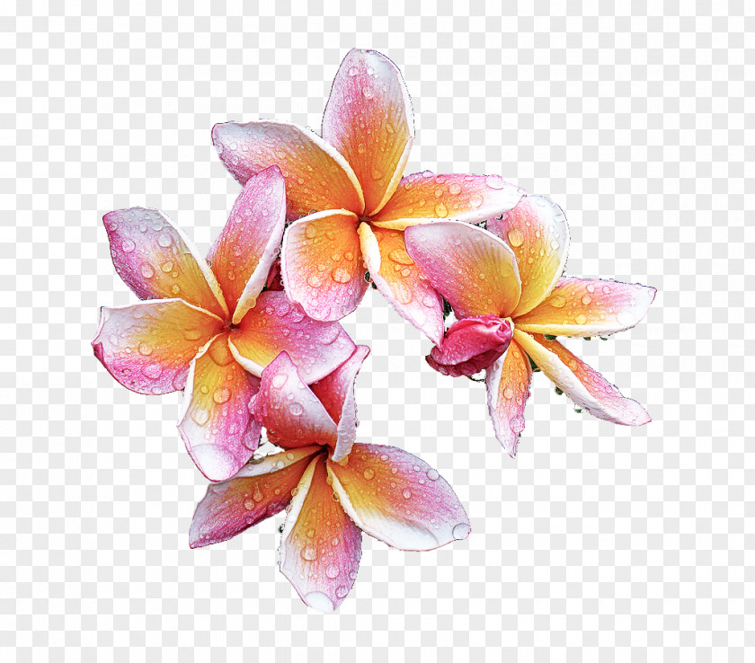 Cattleya Moth Orchid Flower Frangipani Petal Pink Plant PNG