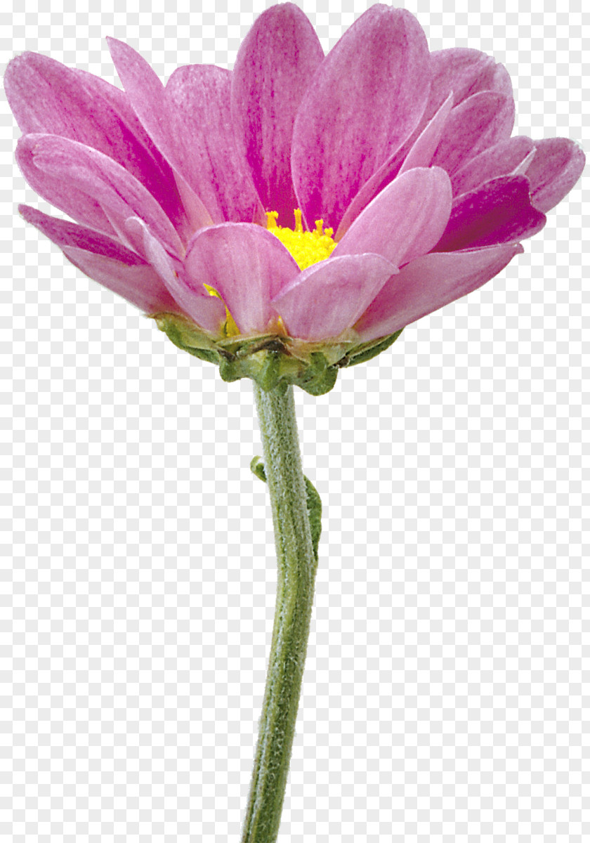 Chrysanthemum Clip Art Flower Image Garden Cosmos PNG