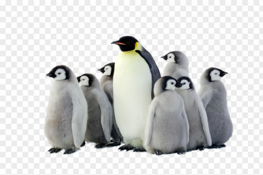 HD Group Of Penguins Emperor Penguin Antarctica Bird PNG
