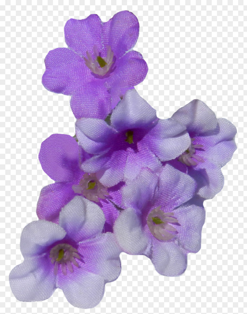 Moth Orchids PNG