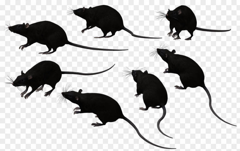 Rat Murids Mouse Black Rodent PNG