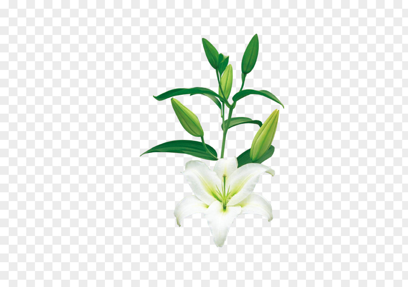 Smooth Sailing Plant Flower Leaf PNG