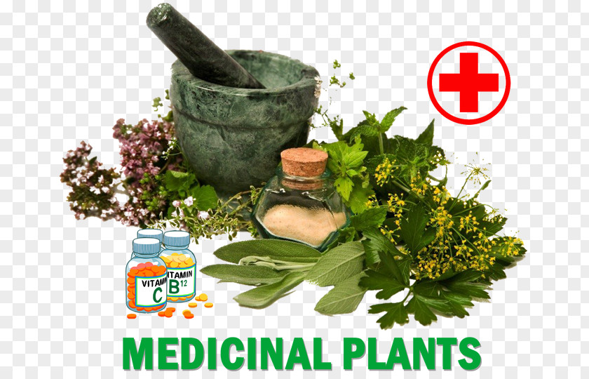 Ayurvedic Medicine Dietary Supplement Herb Medicinal Plants Healing PNG