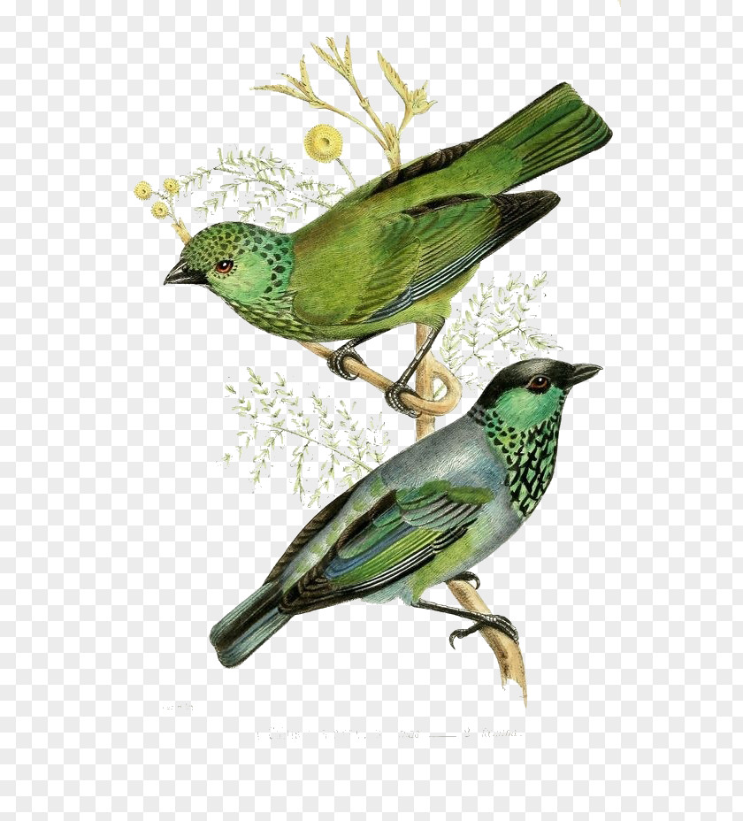 Green Bird Couple The Birds Of America Printmaking Vintage Print Illustration PNG