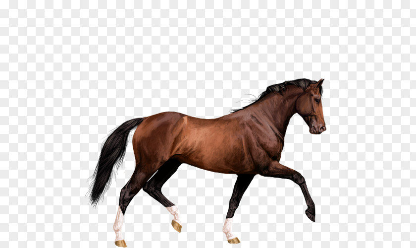 Horse Rein ZiNGS Spanish-style Bullfighting PNG