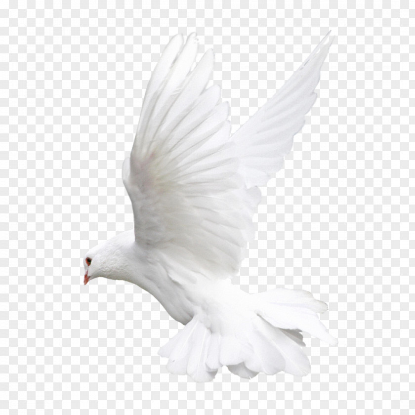 Pigeon Rock Dove Columbidae Bird Clip Art PNG