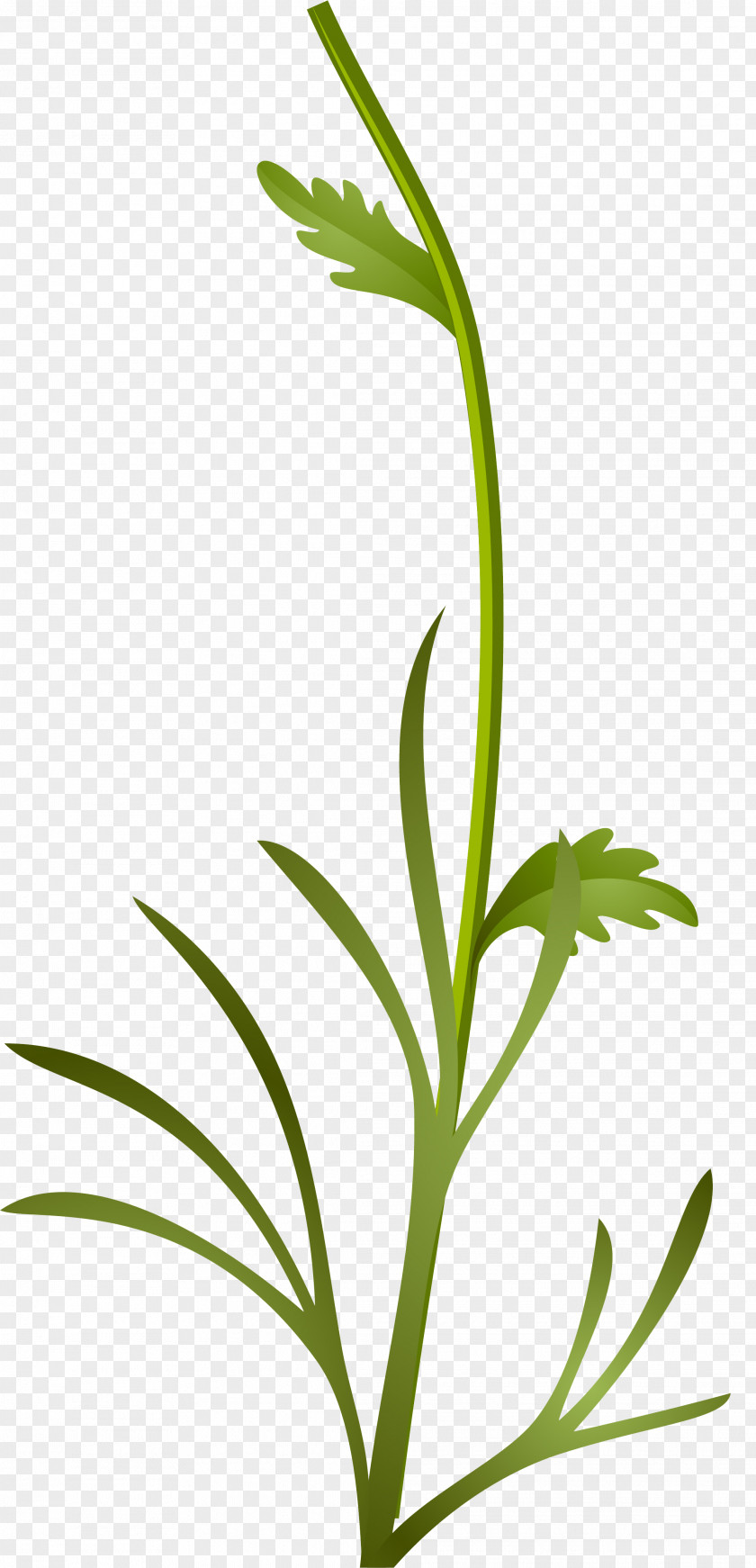Plant Grasses Sweet Grass Stem Leaf PNG