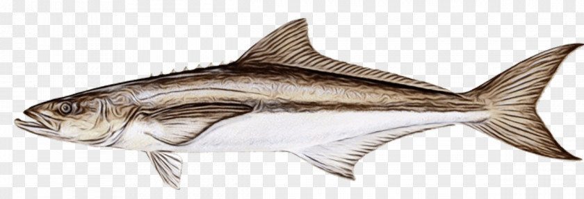 Requiem Shark Haddock Fish Fin Products Cod PNG