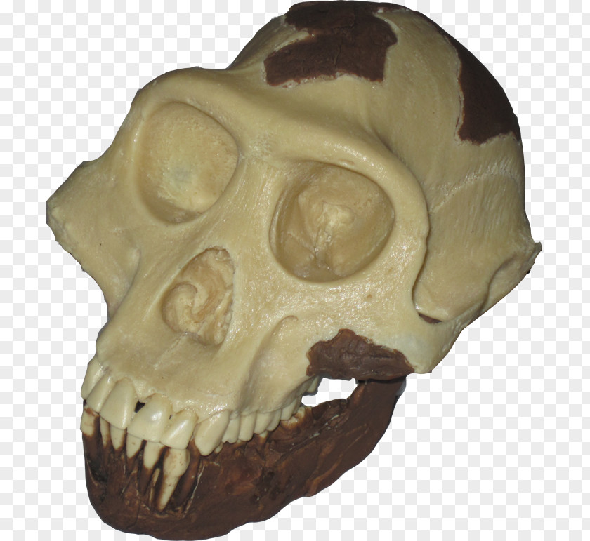 Science Paleontology Homo Sapiens Ardipithecus Kadabba Upright Man Paleontología Humana PNG