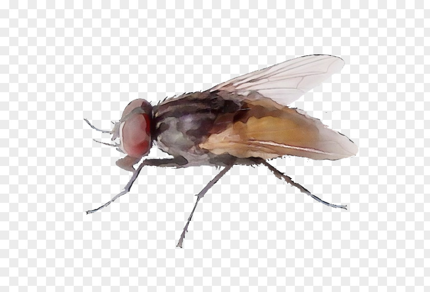 Blowflies Fly Insect Stable House Drosophila Melanogaster Pest PNG