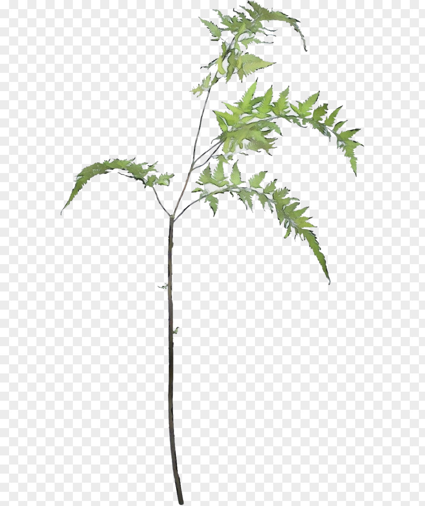 Branch Twig Plant Tree Leaf Flower Stem PNG